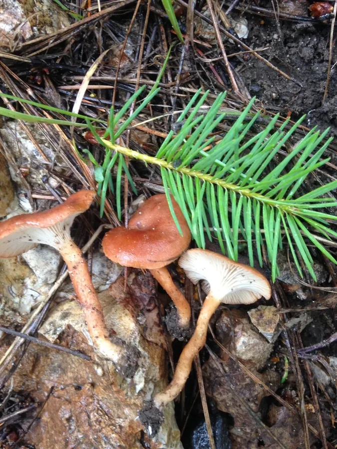 Dokumentasi Bonomyces sinopicus — Fotografi