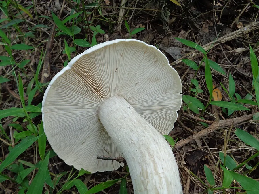 Dokumentasi Calocybe indica — Fotografi