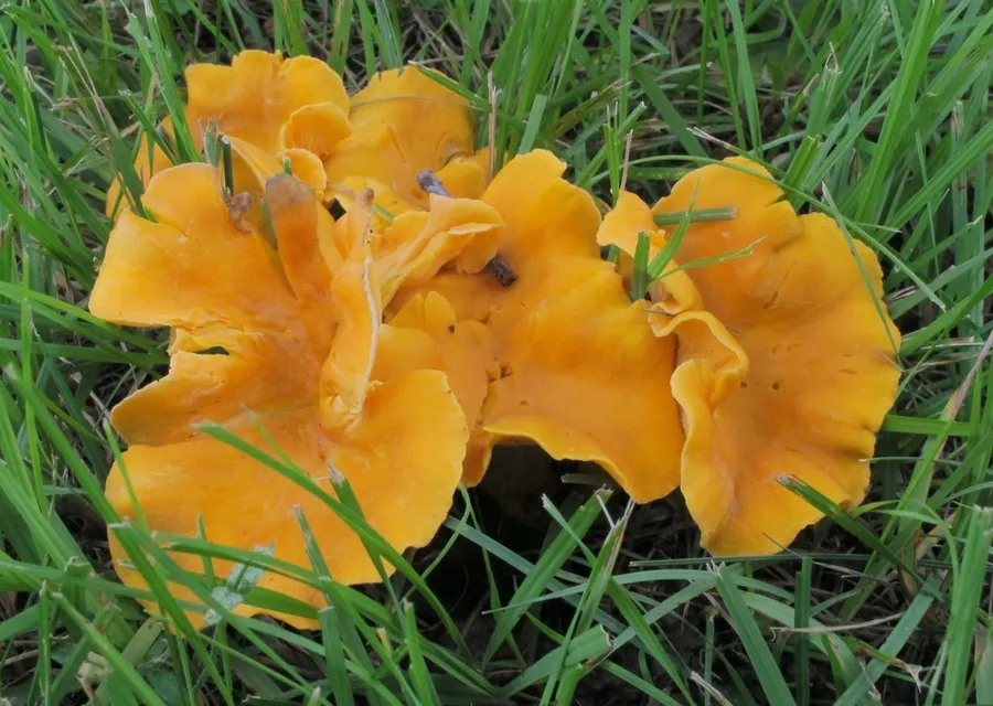 Dokumentasi Cantharellus lateritius — Fotografi