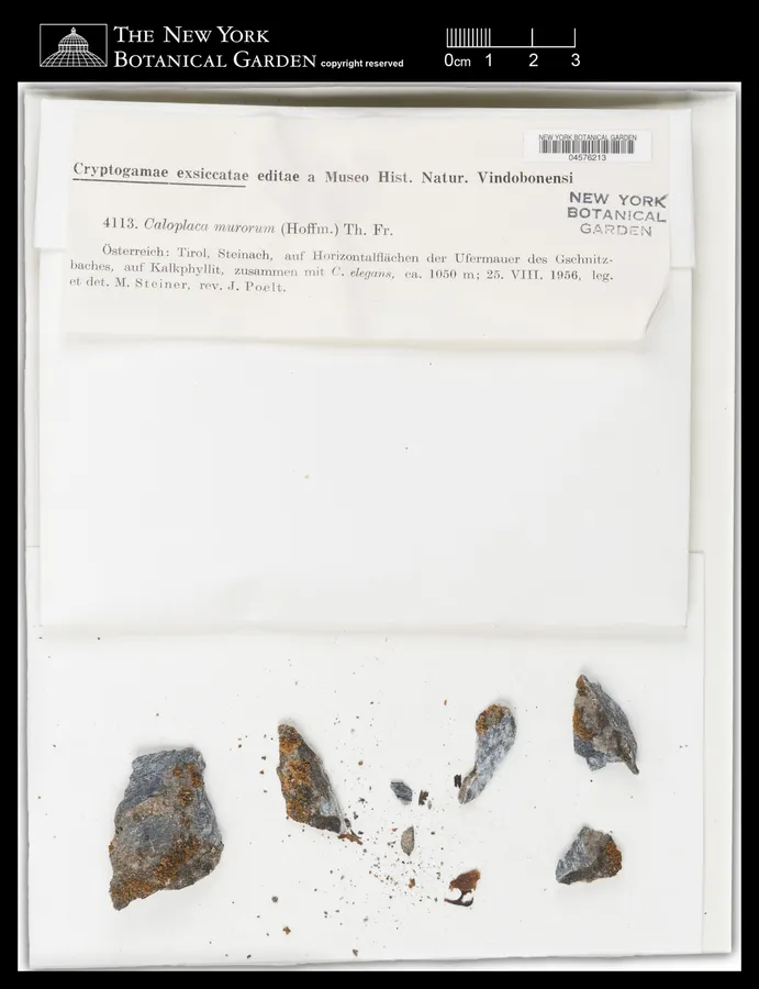 Dokumentasi Caloplaca murorum — Voucher herbarium