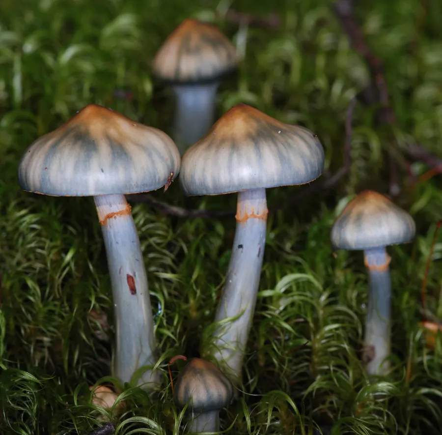 Dokumentasi Cortinarius aerugineoconicus — Fotografi