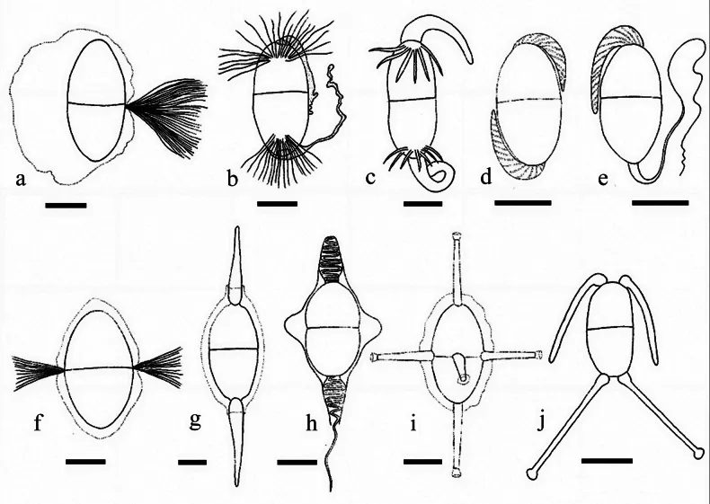 Dokumentasi Arenariomyces trifurcatus — Pelat ilmiah