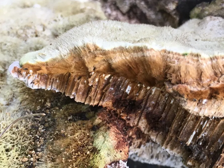 Dokumentasi Coriolopsis gallica — Fotografi