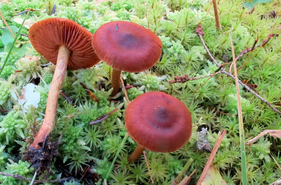 Dokumentasi Cortinarius purpureus — Fotografi