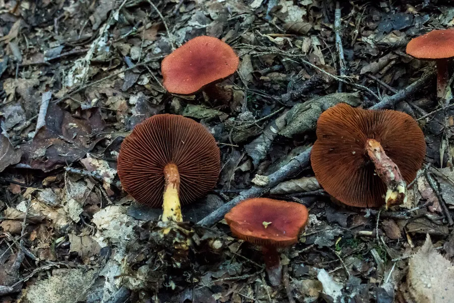 Dokumentasi Cortinarius cinnabarinus — Fotografi