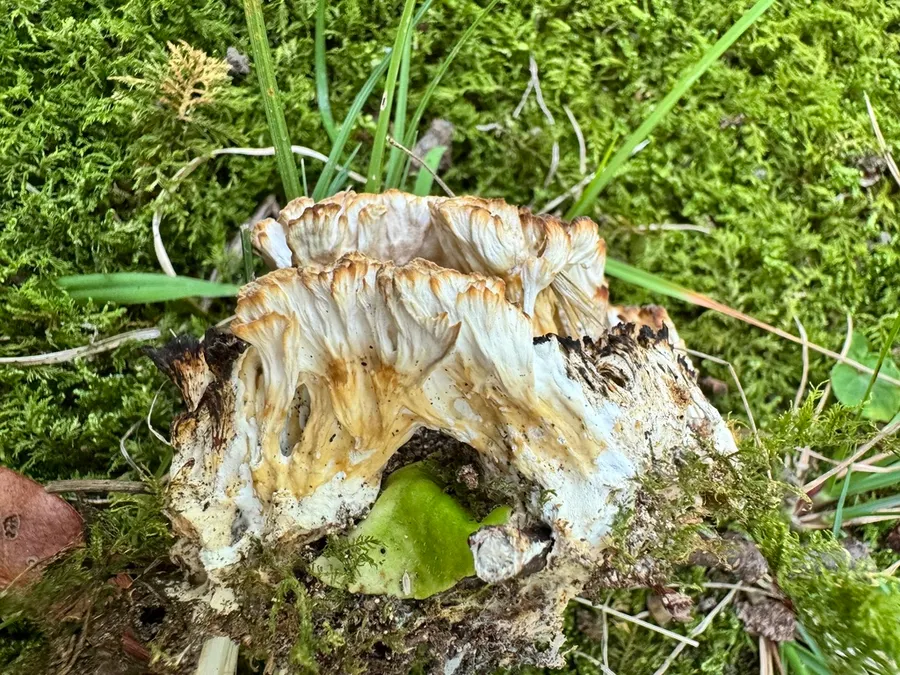 Dokumentasi Cotylidia pannosa — Fotografi
