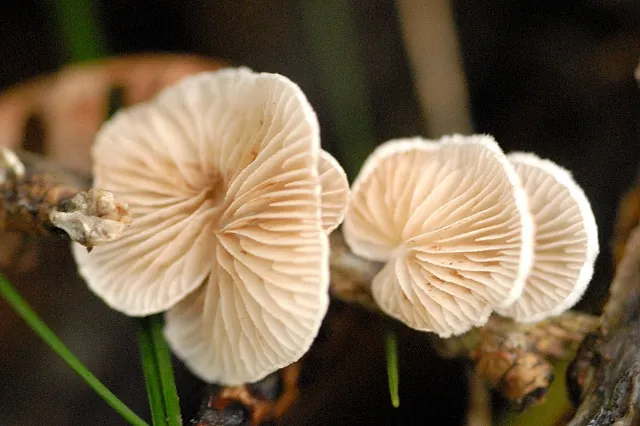Dokumentasi Crepidotus variabilis — Fotografi