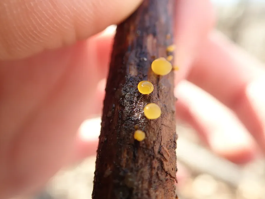 Dokumentasi Dacrymyces stillatus — Fotografi