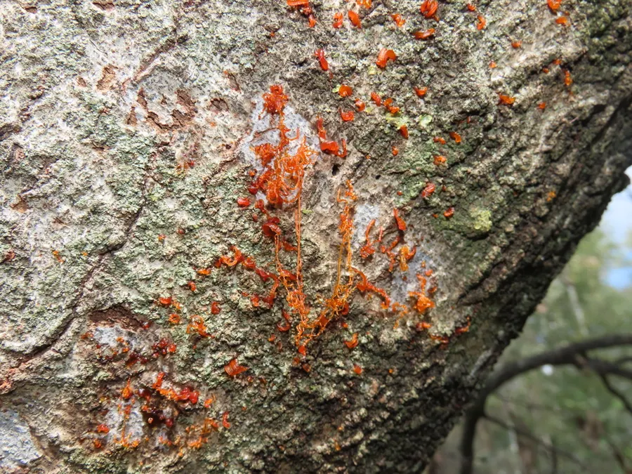 Dokumentasi Cytospora chrysosperma — Fotografi