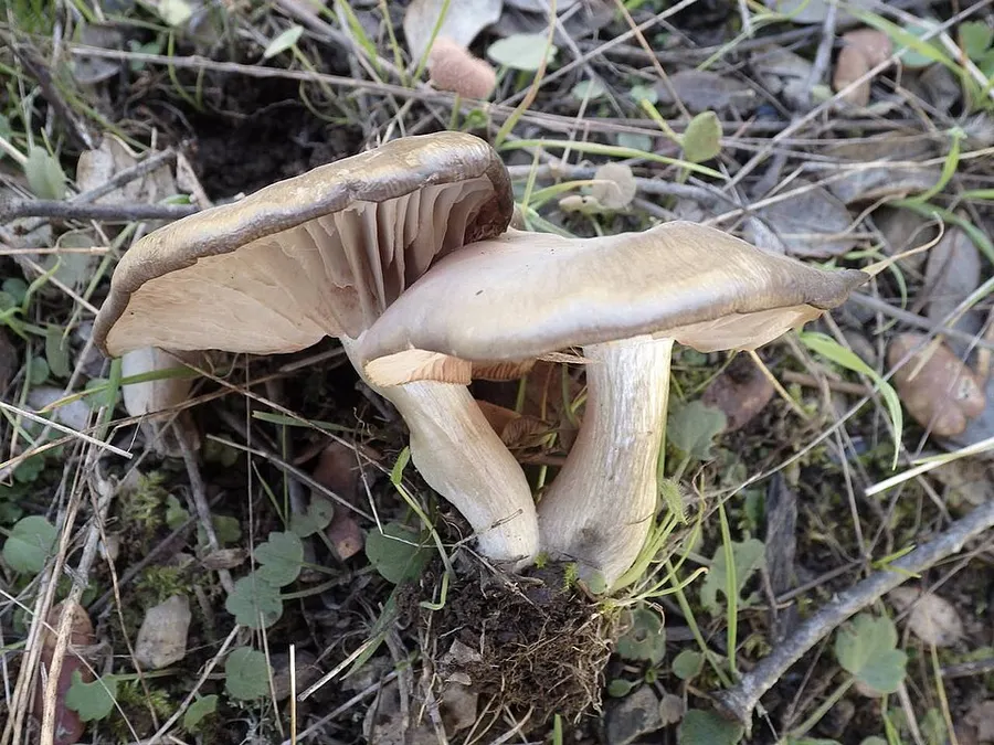 Dokumentasi Entoloma prunuloides — Fotografi