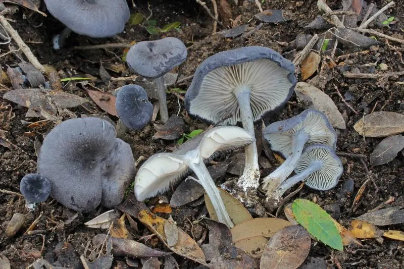 Dokumentasi Entoloma mougeotii — Fotografi