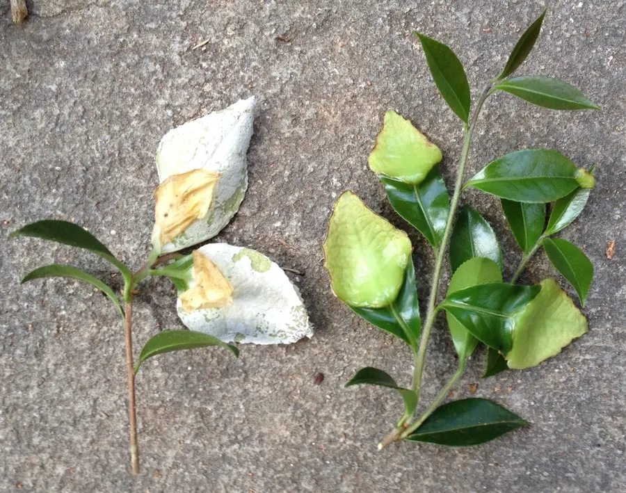 Dokumentasi Exobasidium camelliae — Fotografi