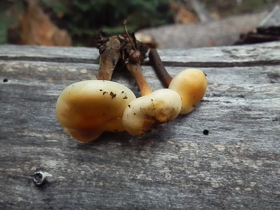 Dokumentasi Flammulina populicola — Fotografi