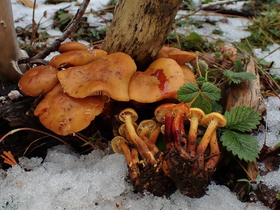 Dokumentasi Flammula alnicola — Fotografi