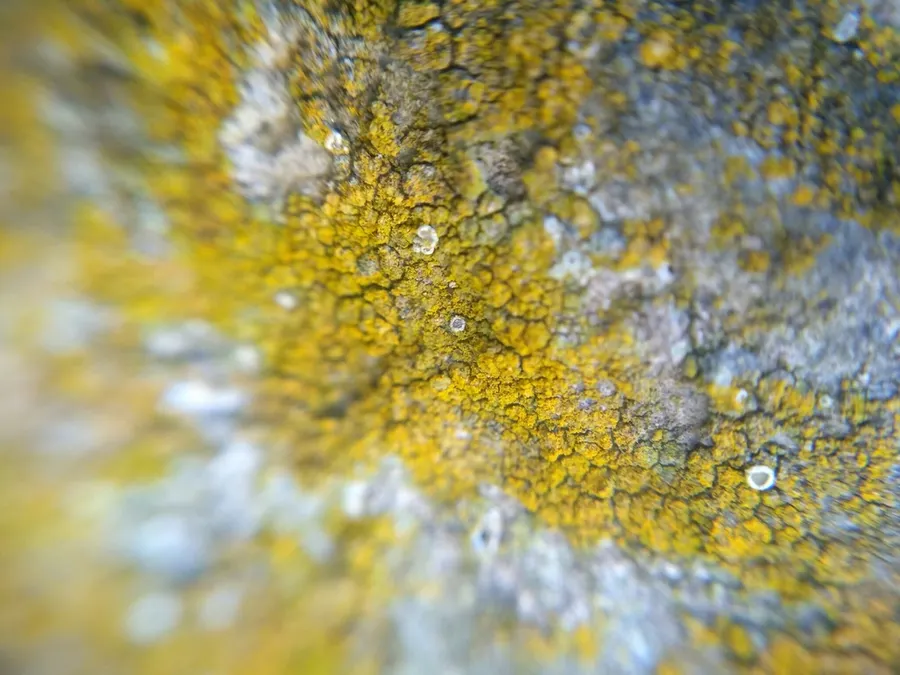 Dokumentasi Flavoplaca austrocitrina — Fotografi
