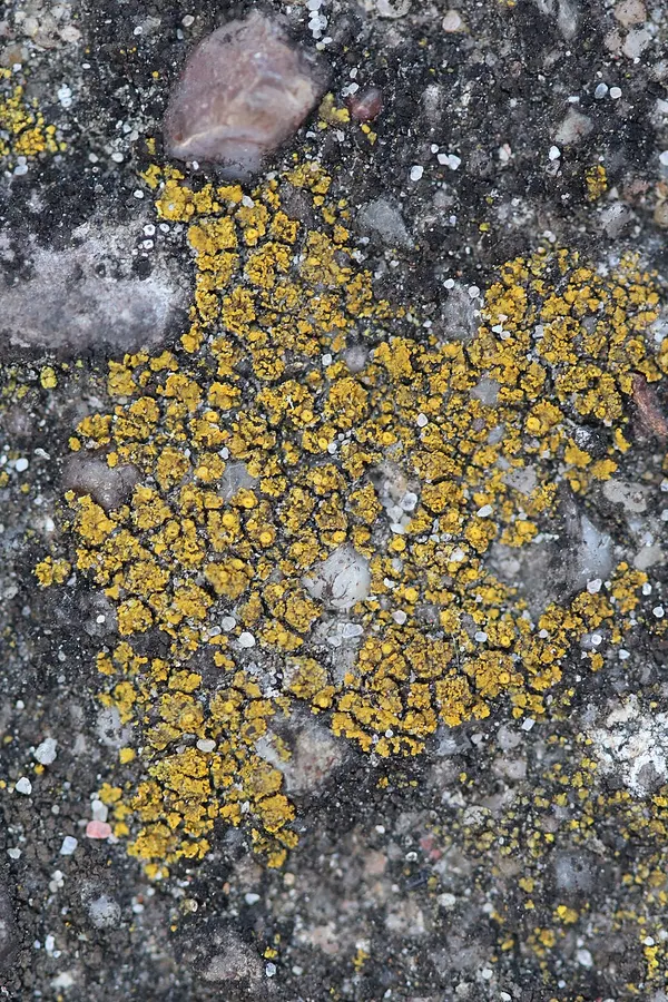 Dokumentasi Flavoplaca arcis — Fotografi