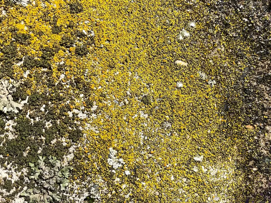 Dokumentasi Flavoplaca citrina — Fotografi