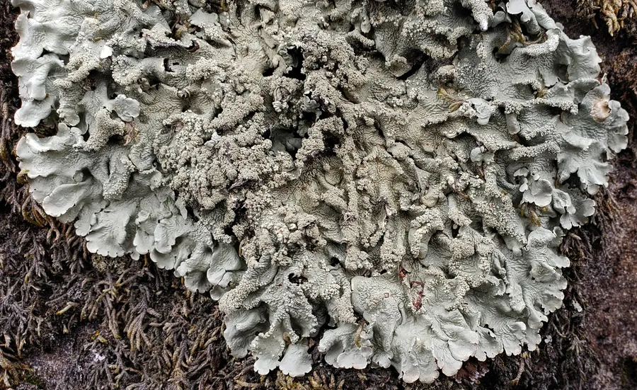 Dokumentasi Flavoparmelia caperata — Fotografi