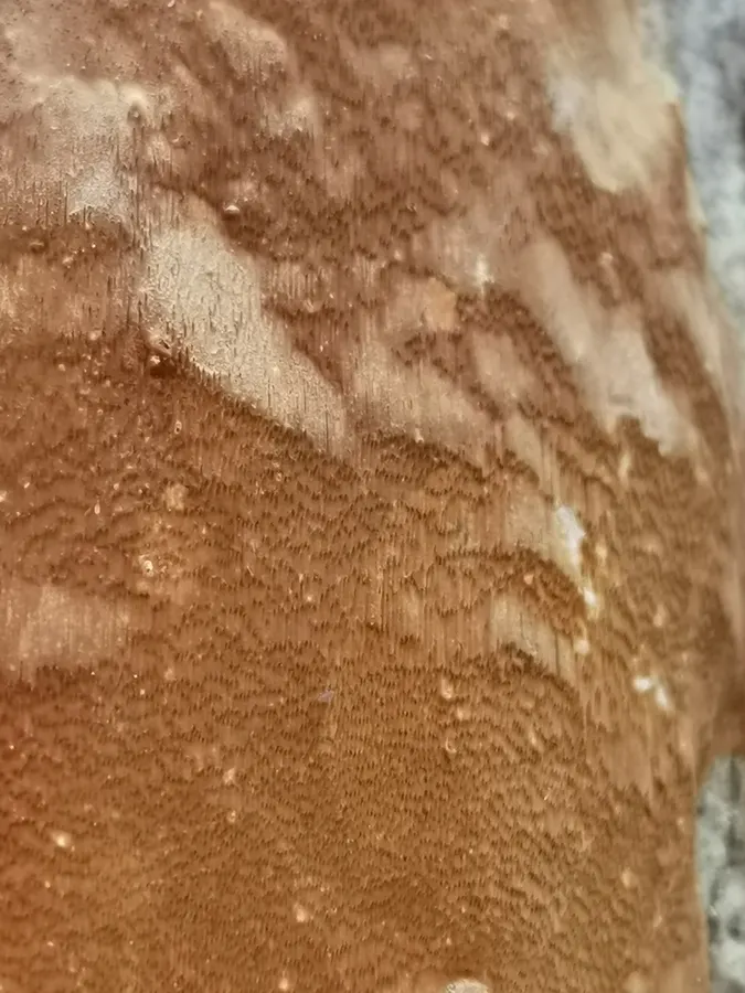 Dokumentasi Fomitiporia punctata — Fotografi