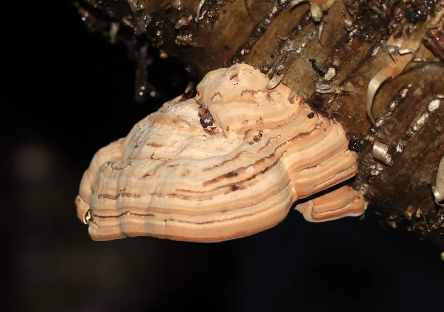 Dokumentasi Fomes fomentarius — Fotografi