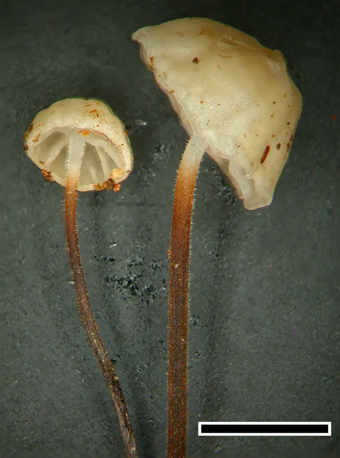 Dokumentasi Gloiocephala nothofagi — Fotografi