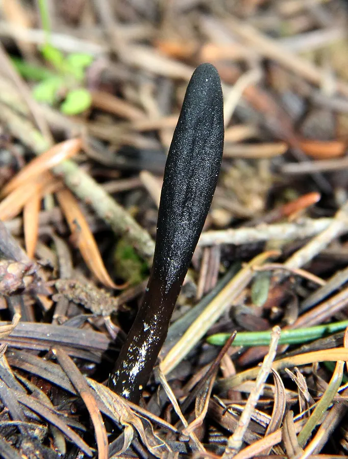 Dokumentasi Glutinoglossum glutinosum — Fotografi