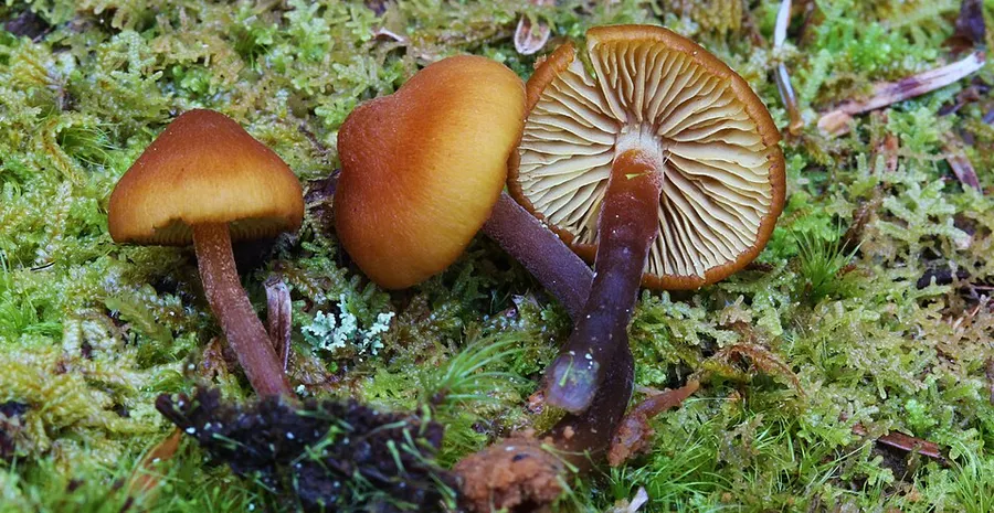 Dokumentasi Gymnopilus bellulus — Fotografi