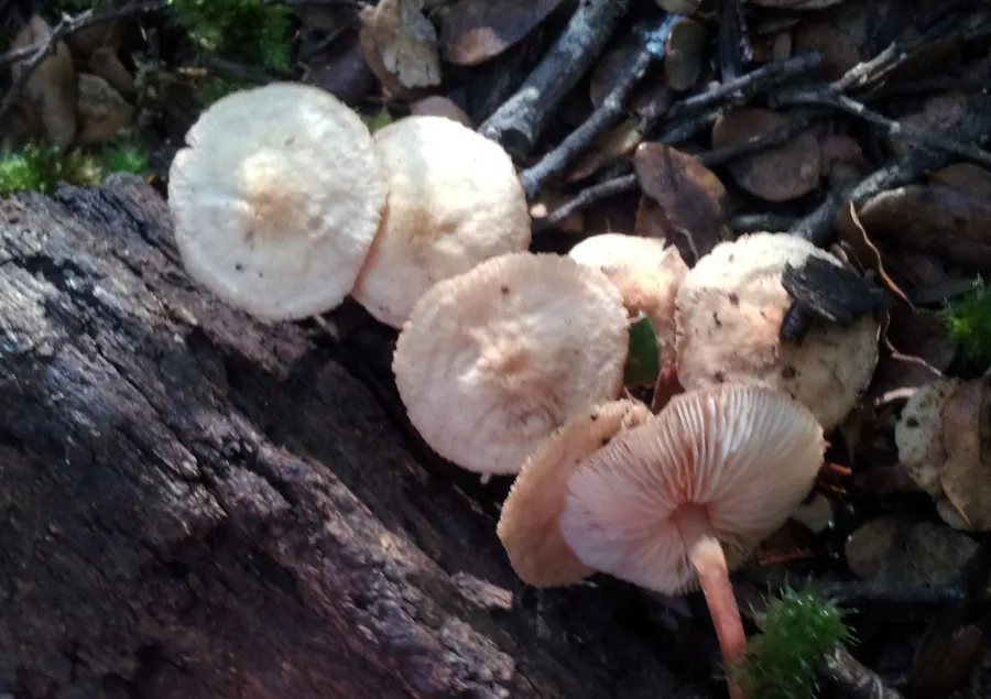 Dokumentasi Gymnopus cockaynei — Fotografi