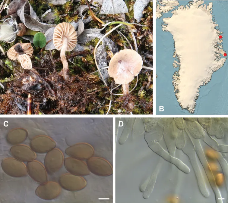 Dokumentasi Hebeloma grandisporum — Pelat ilmiah