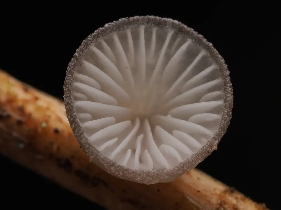 Dokumentasi Hohenbuehelia cyphelliformis — Fotografi