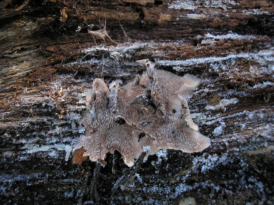 Dokumentasi Hydnellum gracilipes — Fotografi