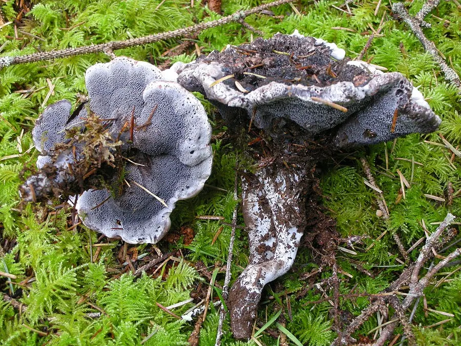 Dokumentasi Hydnellum cyanopodium — Fotografi