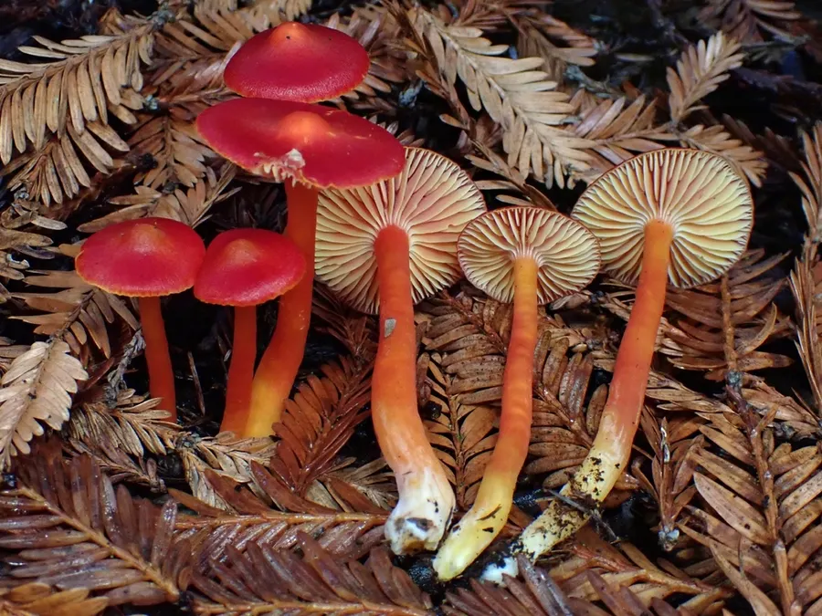 Dokumentasi Hygrocybe coccinea — Fotografi