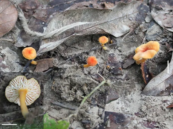 Dokumentasi Hygrocybe lucida — Pelat ilmiah