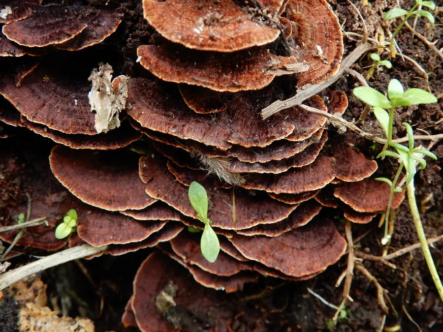 Dokumentasi Hymenochaete microcycla — Fotografi