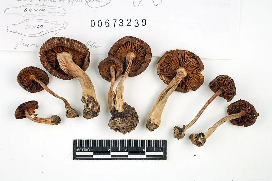 Dokumentasi Inocybe nitidiuscula — Voucher herbarium