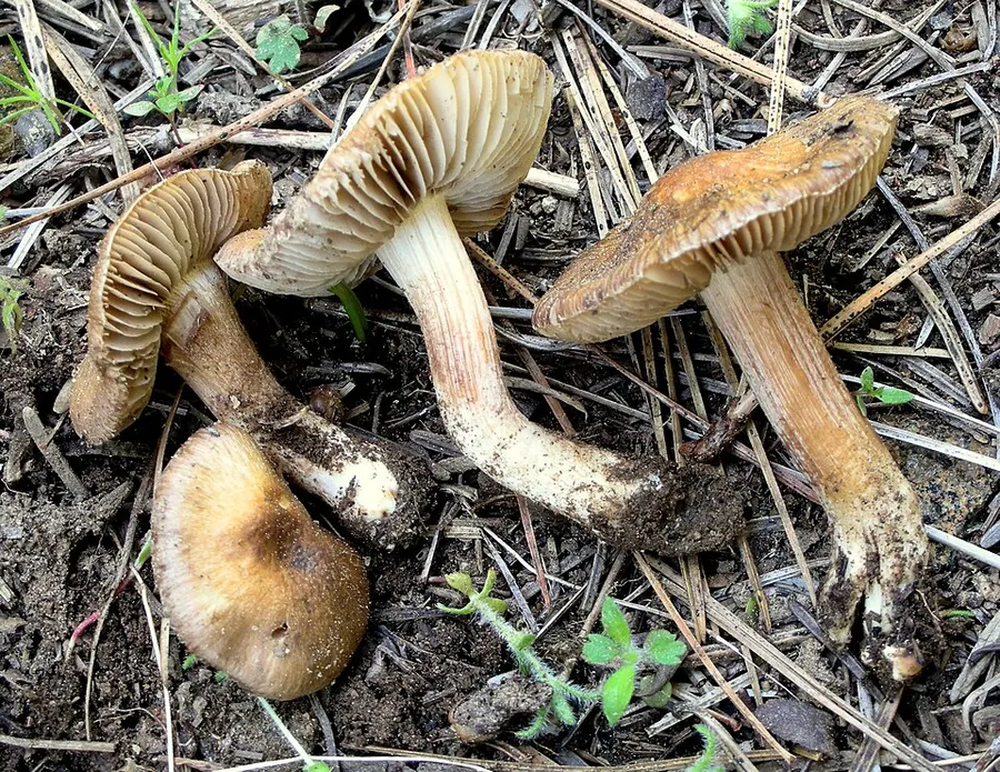 Dokumentasi Inocybe oblectabilis — Fotografi