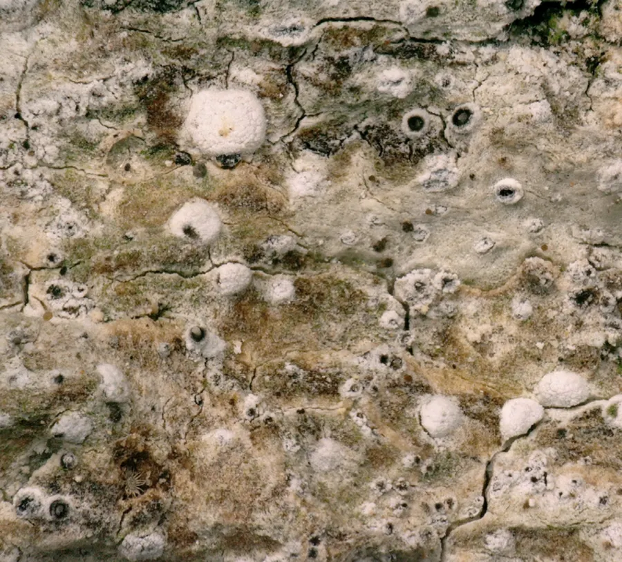 Dokumentasi Inoderma byssaceum — Fotografi