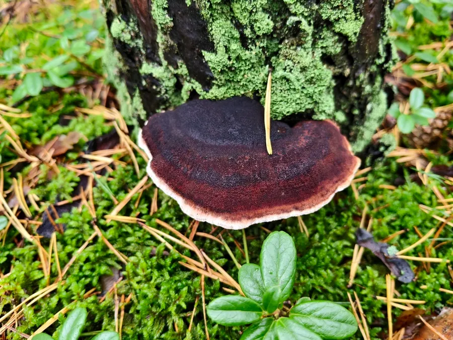 Dokumentasi Ischnoderma benzoinum — Fotografi