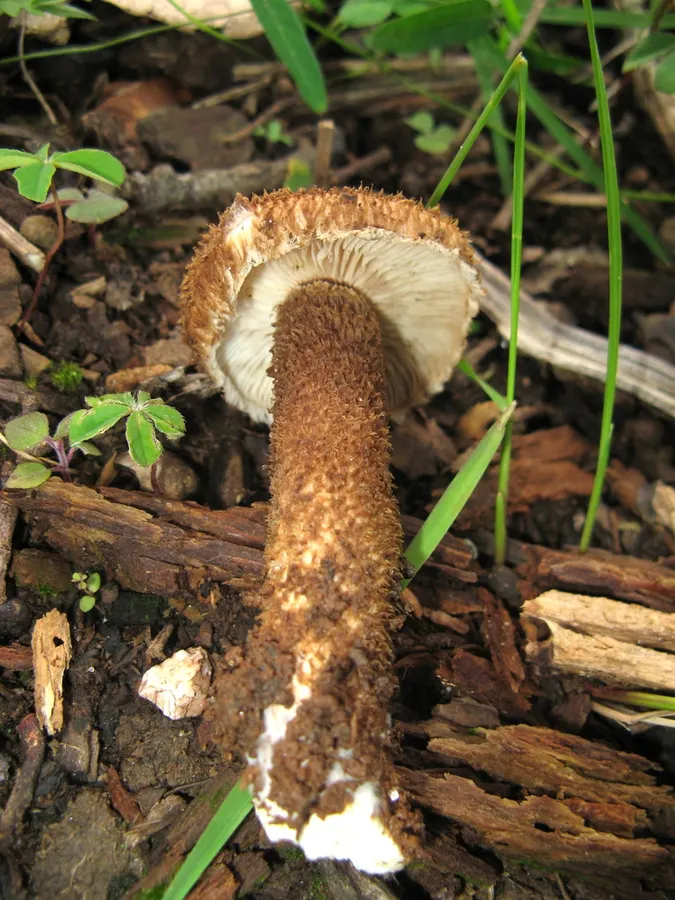Dokumentasi Inocybe hystrix — Fotografi
