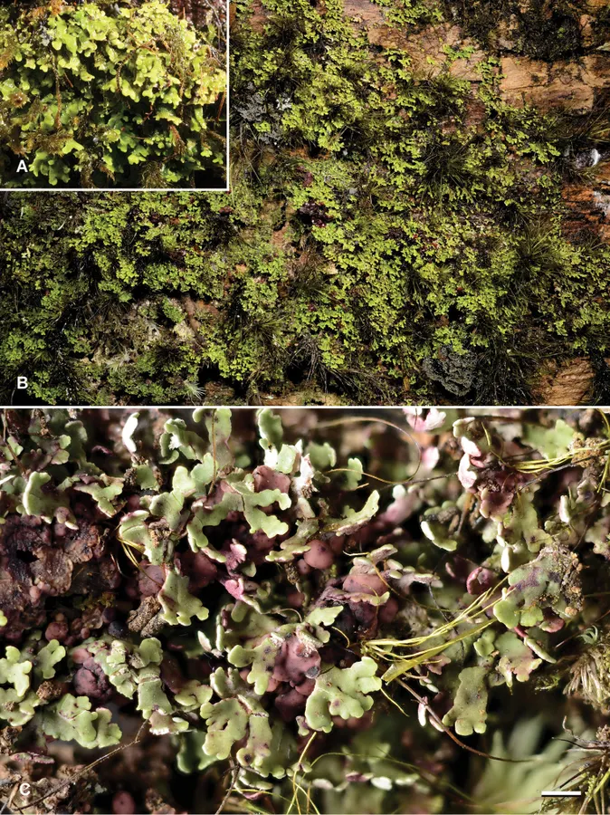 Dokumentasi Krogia macrophylla — Pelat ilmiah