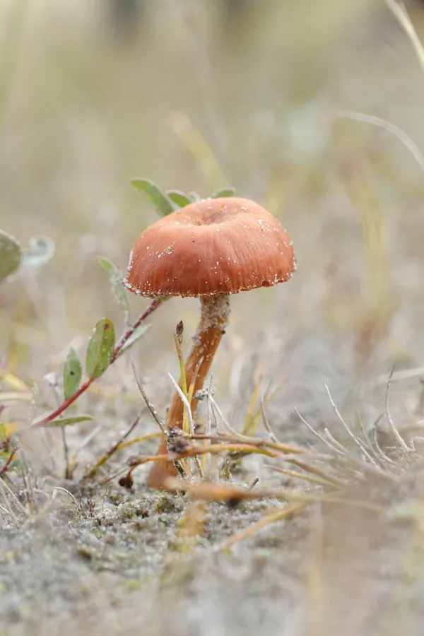 Dokumentasi Laccaria maritima — Fotografi