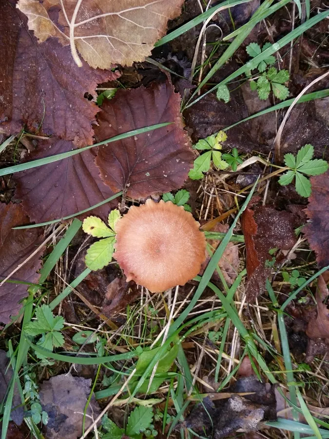 Dokumentasi Laccaria affinis — Fotografi