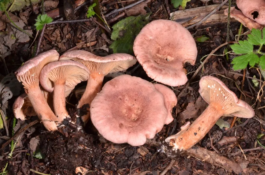 Dokumentasi Lactarius lilacinus — Fotografi