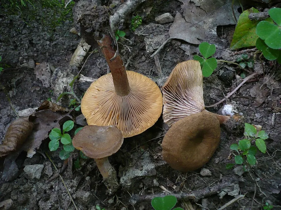 Dokumentasi Lactarius subumbonatus — Fotografi