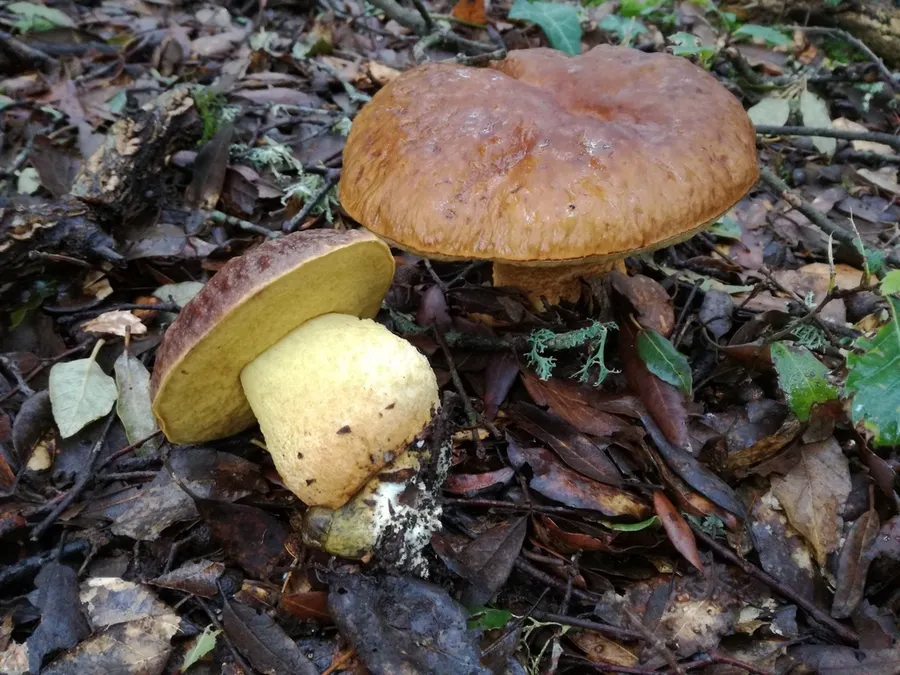 Dokumentasi Leccinellum lepidum — Fotografi