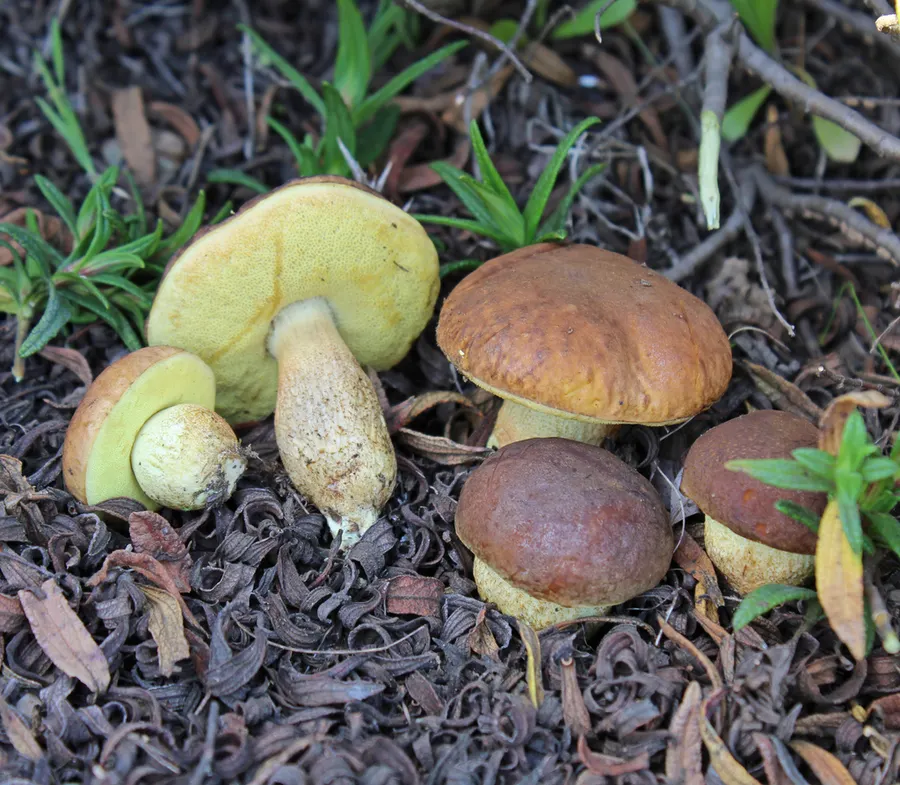 Dokumentasi Leccinellum corsicum — Fotografi