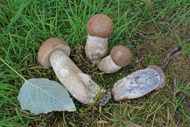 Dokumentasi Leccinum duriusculum — Fotografi