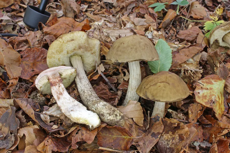 Dokumentasi Leccinellum pseudoscabrum — Fotografi
