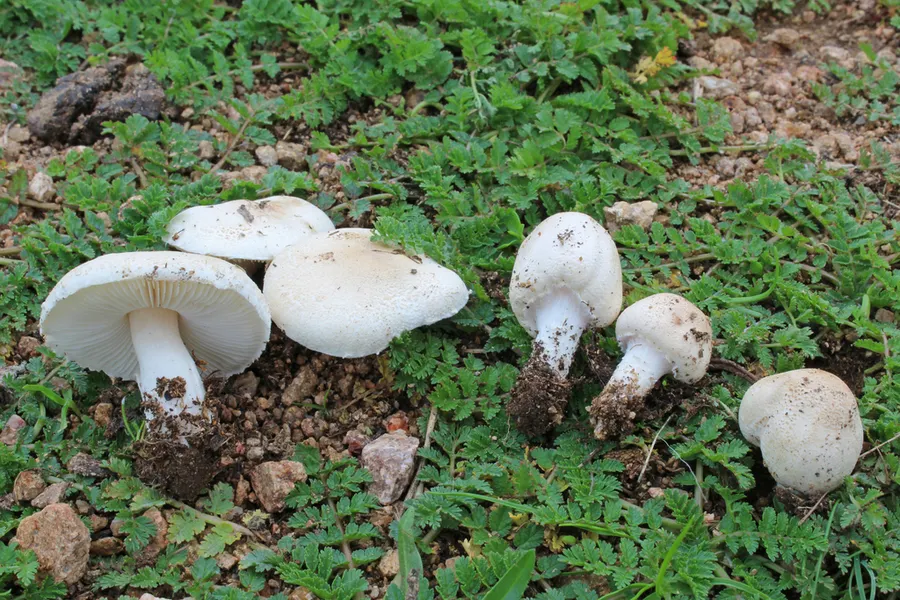 Dokumentasi Lepiota oreadiformis — Fotografi